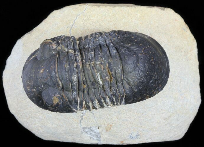 Bargain, Paralejurus Trilobite Fossil - Morocco #53544